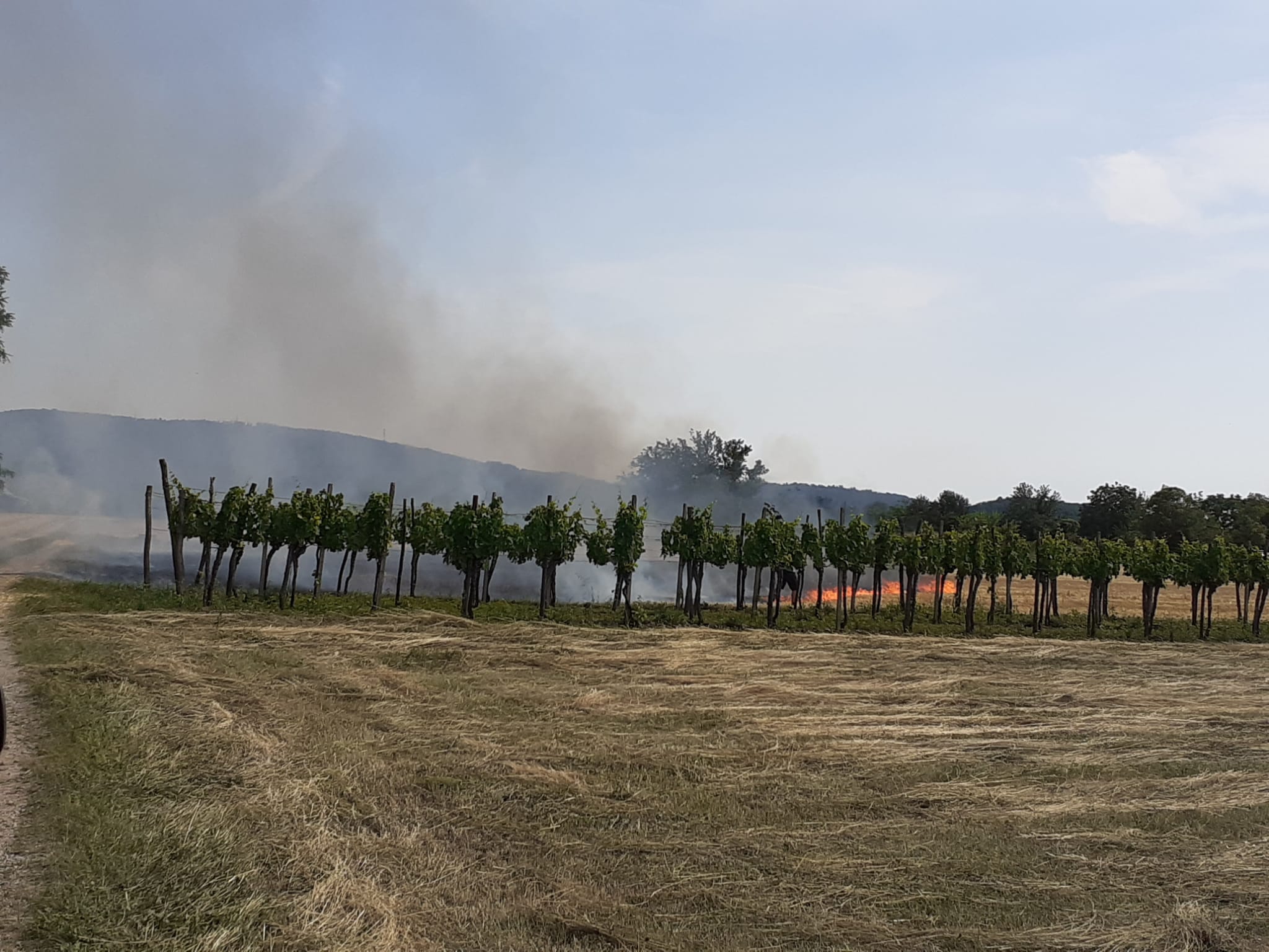 Immagine per Fiamme lungo la strada regionale 56, incendio a Mossa 